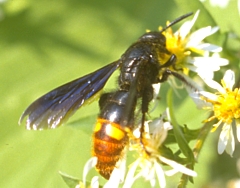 Scoliid Wasp