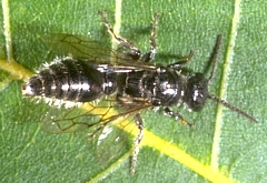 Tiphiid Wasp