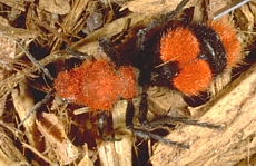 Velvet Ant