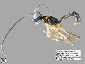 Wingless Ichnuemon Wasp