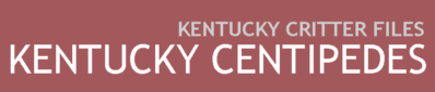 Kentucky Centipedes