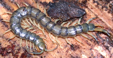 Hemiscolopendra marginata