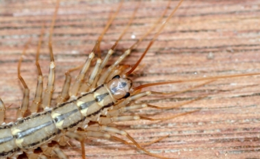 House Centipede, close-up