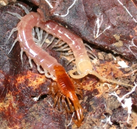 Scolopendromorph centipede in the process of molting