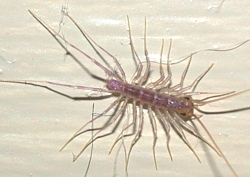 House Centipede Nymph