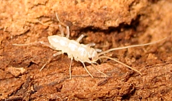 House Centipede Nymph