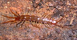 Stone Centipede