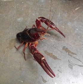 Crayfish of Kentucky - University of Kentucky Entomology