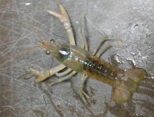 rusty crayfish