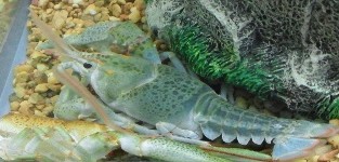 Crayfish of Kentucky - University of Kentucky Entomology