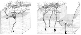 crayfish burrows