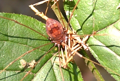 Daddy Long Legs Spider - Spiders in Sutton Massachusetts