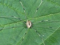 Leiobunum sp. daddy-long-legs