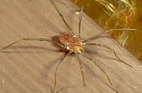 Leiobunum sp. daddy-long-legs