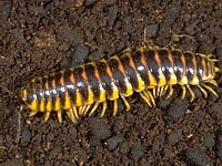 Flat Millipede