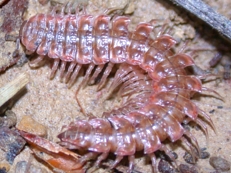 Flat-Backed Millipede