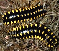 Flat Millipedes