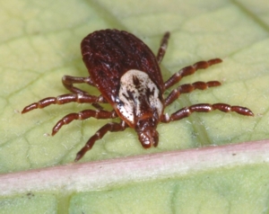 Dog Tick Female