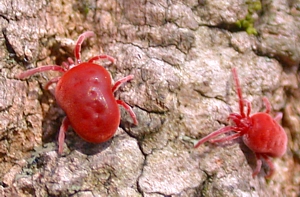 Red Velvet Mites on tree trunk