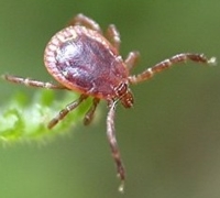 Male Lone Star Tick