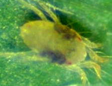 Two-Spotted Spider Mite