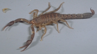 Southern Devil Scorpion