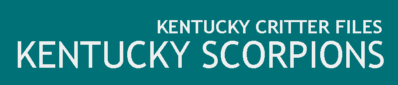 Kentucky Scorpions