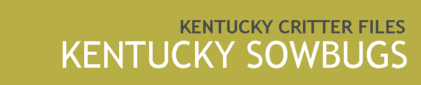 Kentucky Sowbugs