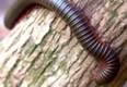 Millipedes