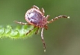 Mites & Ticks