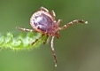 Mites & Ticks