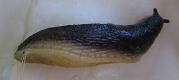 Black Field Slug, Arion hortensis