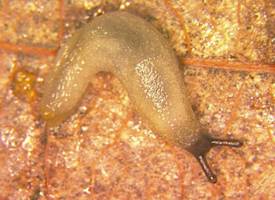 Hedgehog Slug, Arion intermedius