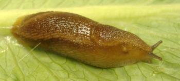 Dusky Slug, Arion subfuscus