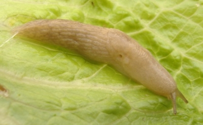 Gray Field Slug, Deroceras reticulatum
