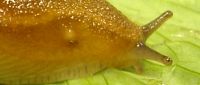 Slug