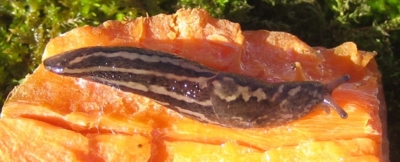 Great Gray Slug, Limax maximus