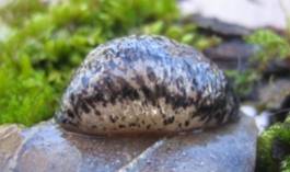 Winding Mantleslug, Philomycus flexuolaris