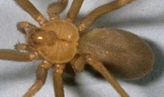 Brown recluse spider, showing fiddle