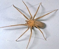 Brown Recluse Spiders  Nebraska Extension in Lancaster County