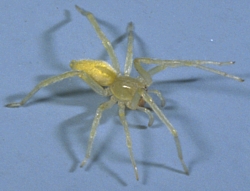 Yellow Sac Spider