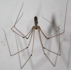 Long-Bodied Cellar Spider