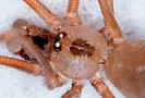 Cellar Spider