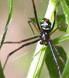 Male Black Widow Spider