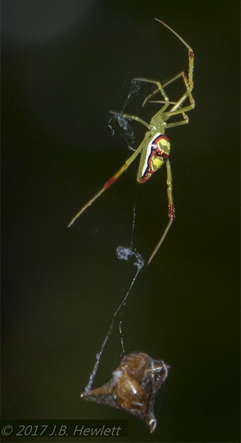 Spintharus flavidus