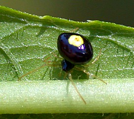 Cobweb spider 
              in the Theridula genus