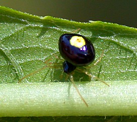 Cobweb spider 
              in the Theridula genus