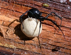 Black widow spider with eggsac
