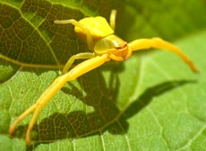 Crab spider Misumenoides formosipes waiting for prey