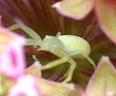 Crab spider, Misumenops sp., hunting on milkweed
